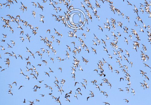 Golden Plover in Flight DM1079